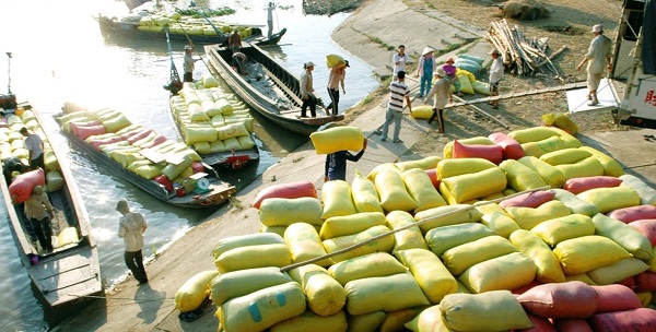 Gia tăng giá trị gạo Việt: Đổi mới, kiến tạo toàn diện