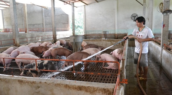 Giá thịt heo rớt thê thảm: Người chăn nuôi “khóc ròng”