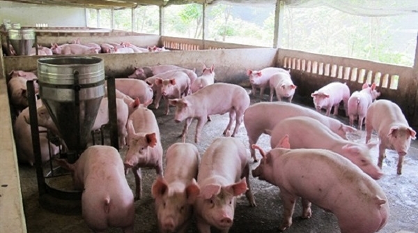 Bộ NN-PTNT: Đề nghị các tỉnh "giải cứu" lợn