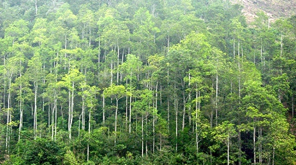 Hà Nội: 4 tháng đầu năm, xử lý 26 vụ việc vi phạm Luật Bảo vệ và phát triển rừng