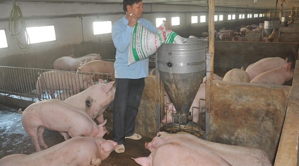 Dư nợ ngành chăn nuôi lợn gần 30.000 tỷ đồng