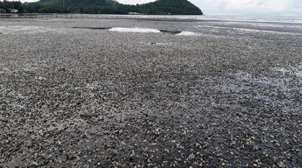 Kiên Giang: Hàm lượng amoni vượt tiêu chuẩn tại khu vực hải sản chết hàng loạt