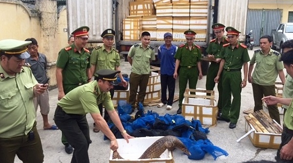 Thanh Hóa: Bắt giữ vụ vận chuyển hơn 122 kg tê tê