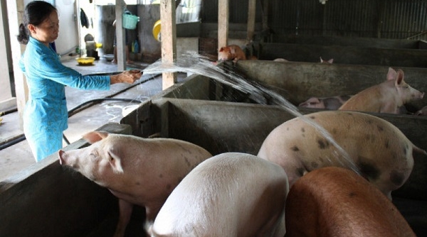 Ngân hàng giãn thời hạn trả nợ đối với các hộ nuôi lợn