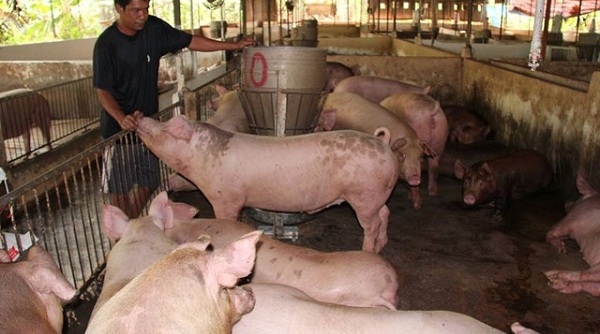Trung Quốc mua thịt lợn qua đường tiểu ngạch: Cần hết sức thận trọng