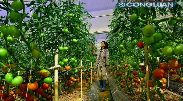 Truy xuất nguồn gốc thực phẩm sạch: Còn lắm gian nan!