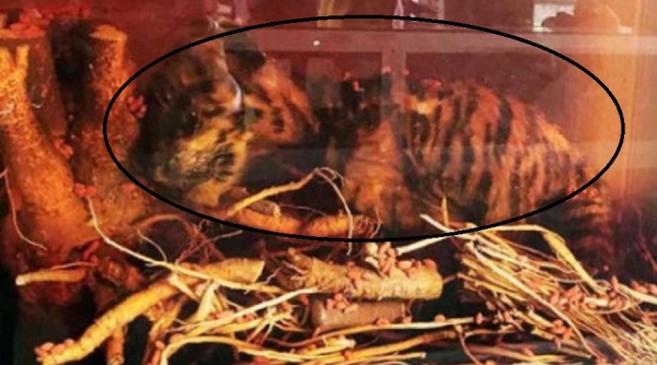 Lâm Đồng: Bắt quả tang một gia đình đang tàng trữ 2 cá thể hổ