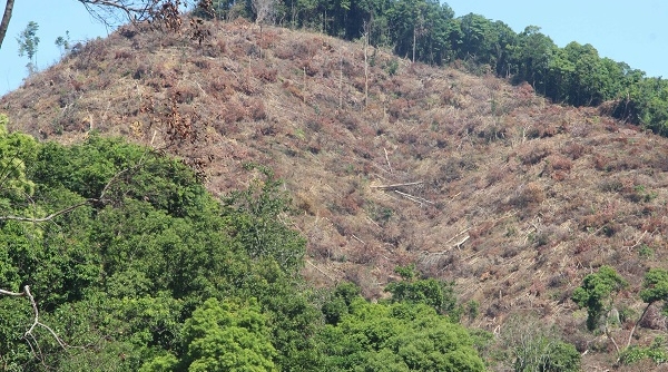 Bình Định: Khởi tố vụ án “cạo trọc” hơn 43 ha rừng
