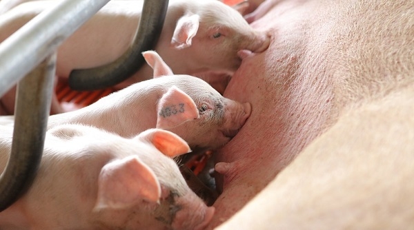 Trại nuôi lợn thịt đầu tiên đạt chuẩn GlobalG.A.P