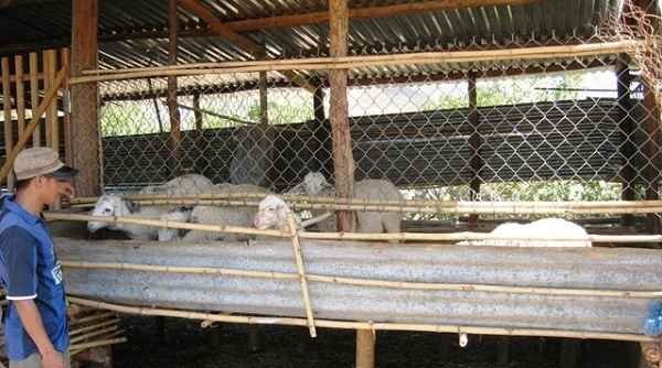 Giá thịt cừu tăng, người dân Ninh Thuận phấn khởi