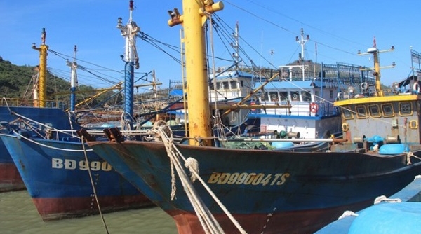 Vụ tầu cá vỏ thép bị hư hỏng: Hàng loạt cán bộ Đăng kiểm bị kỷ luật