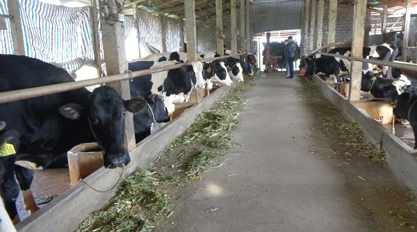 Duy Tiên (Hà Nam): Phát triển chăn nuôi bò sữa lớn nhất vùng đồng bằng sông Hồng
