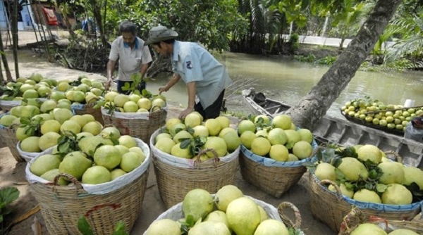 Dự báo giá trái cây đặc sản ở miền Tây sẽ tăng giá mạnh vào cận Tết