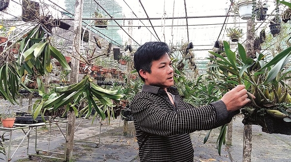Đông La: Làm giàu từ trồng lan