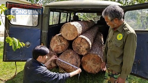 Lâm Đồng: Bắt giữ nhóm đối tượng khai thác gỗ trái phép