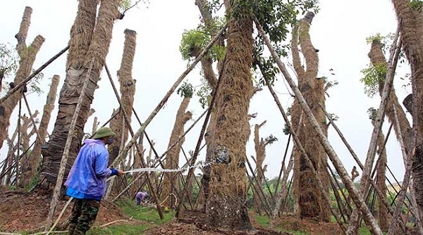 Báo cáo tình hình khai thác, vận chuyển cây cổ thụ tại các địa phương