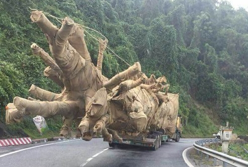 Bất ngờ với kết quả kiểm tra vụ xe chở cây “quái thú” lọt 16 tỉnh, thành phố