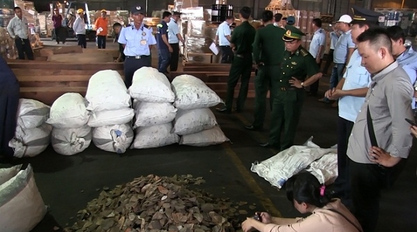 TP. Hồ Chí Minh: Phát hiện gần 3,8 tấn vảy tê tê