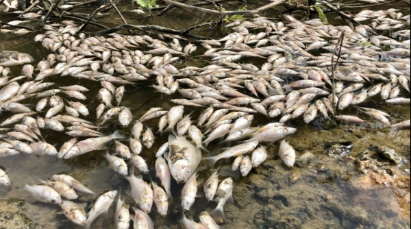 Chưa rõ nguyên nhân tình trạng cá chết nổi trắng sông Bàu Giang