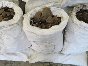 Cục Hải quan TP HCM: Thu giữ tiền và 3.770 kg vẩy tê tê