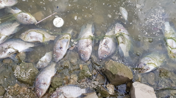 Hệ thống hồ điều hòa giữa Thành phố du lịch: Nồng nặc mùi cá chết