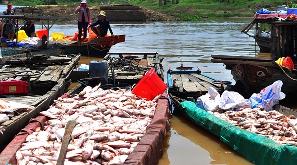 Lãnh đạo tỉnh Đồng Nai: Hơn 1.500 tấn cá bè chết trên sông La Ngà do thiên tai