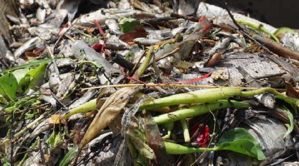 Sông Phú Lộc, Đà Nẵng: Cá chết hàng loạt bốc mùi hôi thối