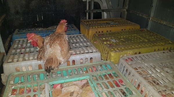 Bắt giữ hơn 500kg gà thải loại Trung Quốc nhập lậu