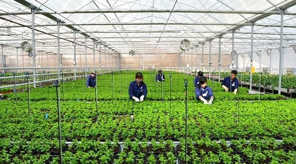 Agribank miền Trung giảm lãi suất cho vay trong lĩnh vực Nông nghiệp công nghệ cao