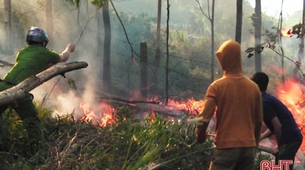 Hà Tĩnh: Cháy rừng khiến hàng chục ha rừng thông bị thiêu rụi