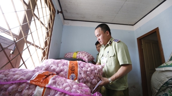 Lâm Đồng: Tịch thu gần 4 tấn cà rốt Trung Quốc nhập lậu