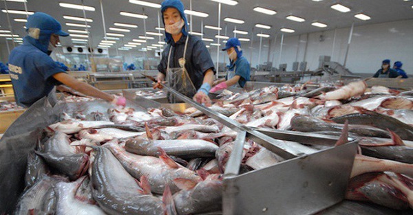 Cục kiểm tra An toàn Thực phẩm Hoa Kỳ công nhận hệ thống kiểm tra cá da trơn của Việt Nam