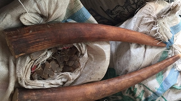 Đà Nẵng: Bắt giữ 8 tấn ngà voi, vảy tê tê nhập lậu "giấu" container phế liệu