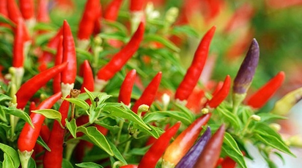 Malaysia tạm ngừng nhập khẩu ớt Việt Nam