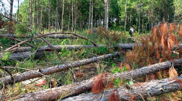 Lâm Đồng: Khởi tố 2 doanh nghiệp phá rừng