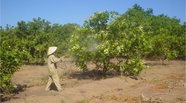 Lạm dụng thuốc BVTV, nông dân Bình Phước lao đao vì cây điều