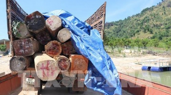 Thủ đoạn mới của 'lâm tặc', vận chuyển gỗ lậu bằng phà vượt lòng hồ thủy điện