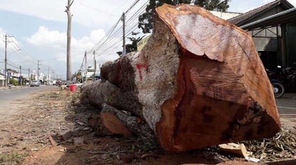 Hơn 1.000 mét khối gỗ sẽ được TP. HCM mang đấu giá trong tháng 11/2018