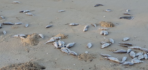 Đà Nẵng: Cá chết dạt vào bờ có thể là cá nuôi lồng bè