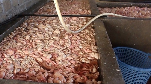 Bát giữ hơn 20 tấn lòng lợn bẩn ngâm hoá chất tại Quảng Ninh