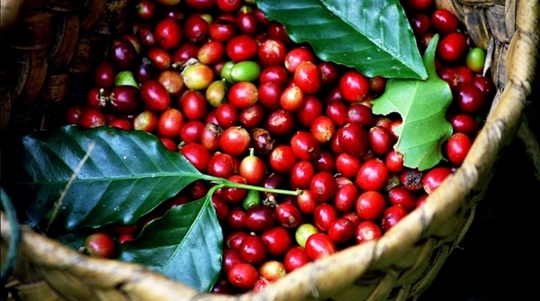 Giá nông sản ngày 4/1: Cà phê tăng mạnh 500 đồng/kg, giá tiêu 'án binh bất động'