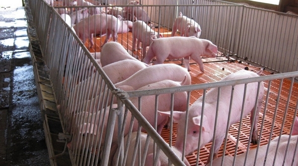 Giá heo hơi ngày 19/1/2019: Miền Bắc lặng sóng, miền Nam tăng 3000 đồng/kg