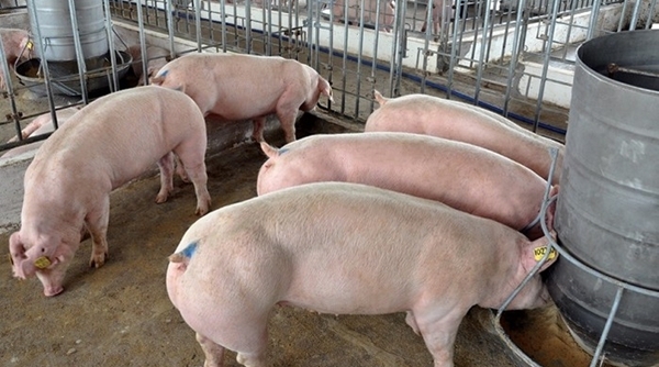 Giá heo hơi ngày 22/1/2019: Miền Bắc quay đầu giảm 1.000 - 2.000 đồng/kg