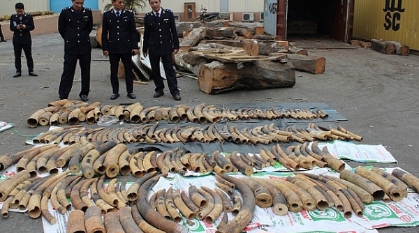 Hải quan Hải Phòng: Bắt giữ hàng tấn ngà voi, vảy tê tê nhập lậu