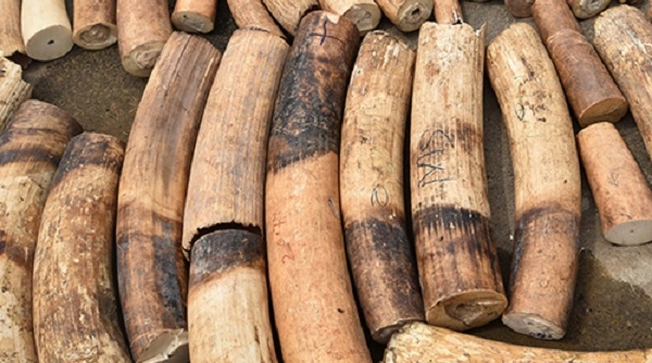 Uganda truy lùng 18 người Việt buôn lậu ngà voi
