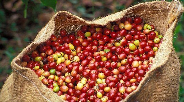 Năm 2018, xuất khẩu cà phê của Việt Nam tăng mạnh