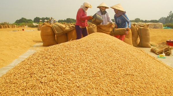Ngân hàng mở 'hầu bao' cho doanh nghiệp ‘giải cứu’ lúa gạo tại khu vực ĐBSCL