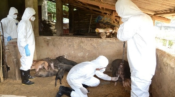 Hà Nội: Xuất hiện dịch tả lợn Châu Phi tại Long Biên