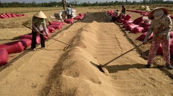Đẩy mạnh cho vay tín dụng, thúc đẩy sản xuất và tiêu thụ lúa gạo khu vực ĐBSCL
