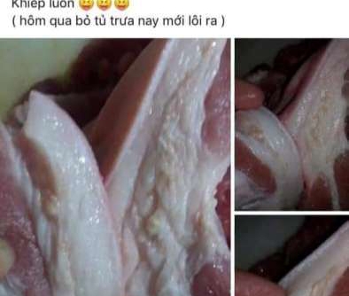 Đã xuất hiện dịch tả lợn Châu Phi tại Nghệ An?